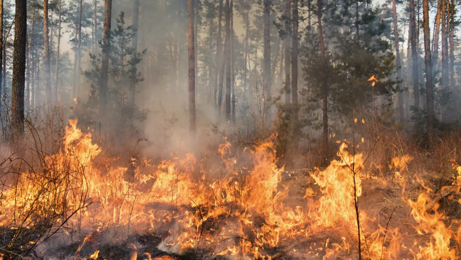 Extreme alert for wildfire risk in 16 provinces of Argentina and active outbreaks in 3