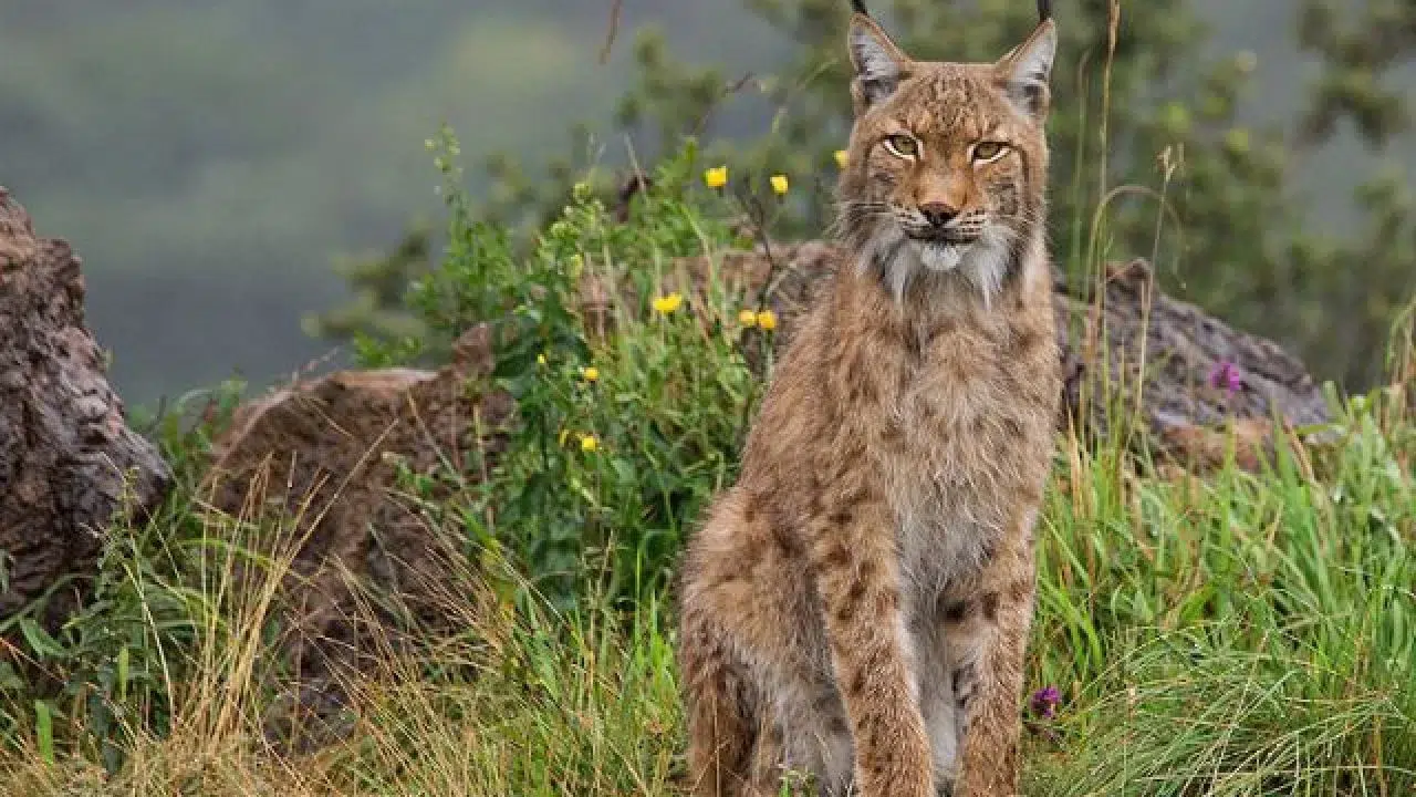 Eurasian lynx