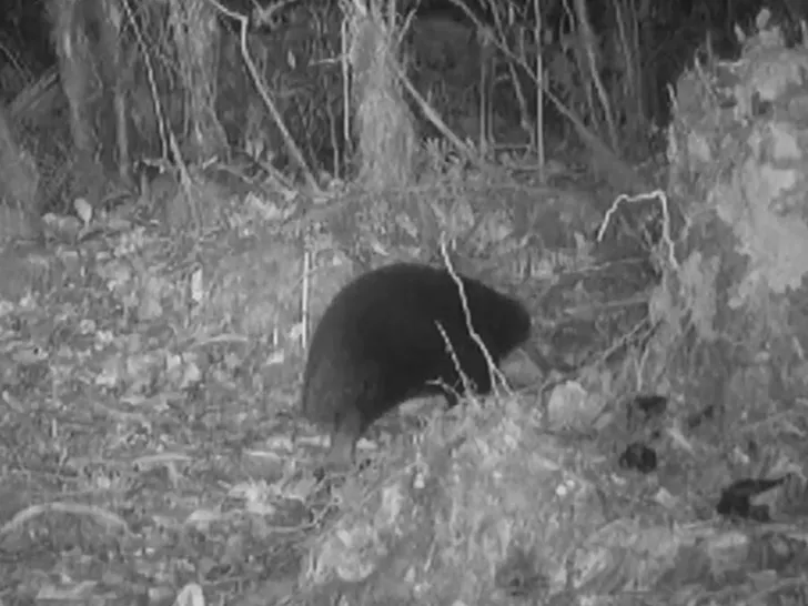 The unexpected return of an ancestral mammal rekindles hope for biodiversity. Photo: TMZ.