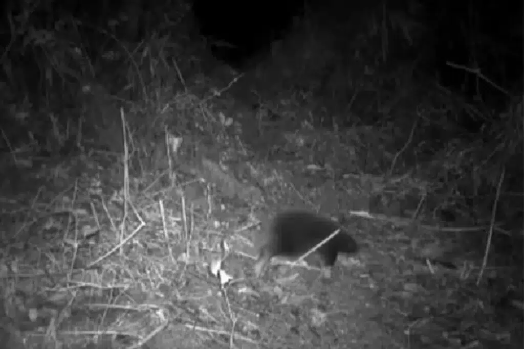 The unexpected return of an ancestral mammal rekindles hope for biodiversity. Photo: Gizmodo.