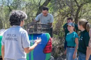 Ein Tamandua und 34 gerettete Tiere werden in Córdoba freigelassen. Foto: Regierung von Córdoba.