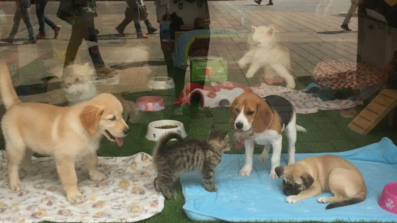 perros y gatos
