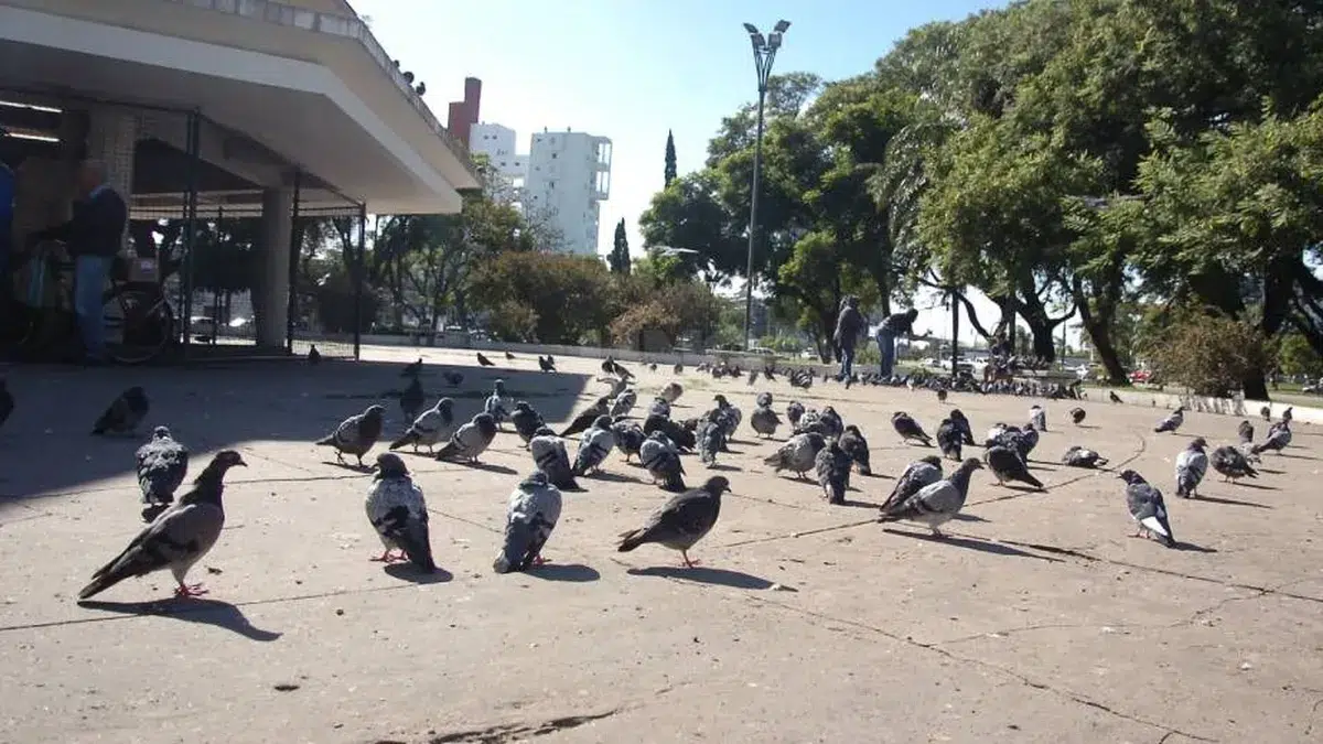plaga a las palomas