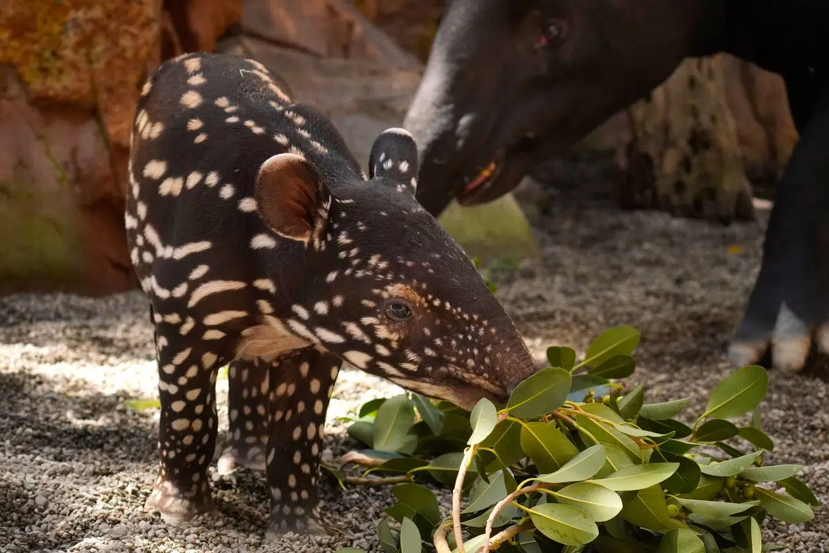 tapir malayo