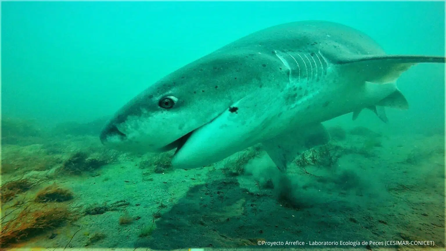 tiburones y rayas
