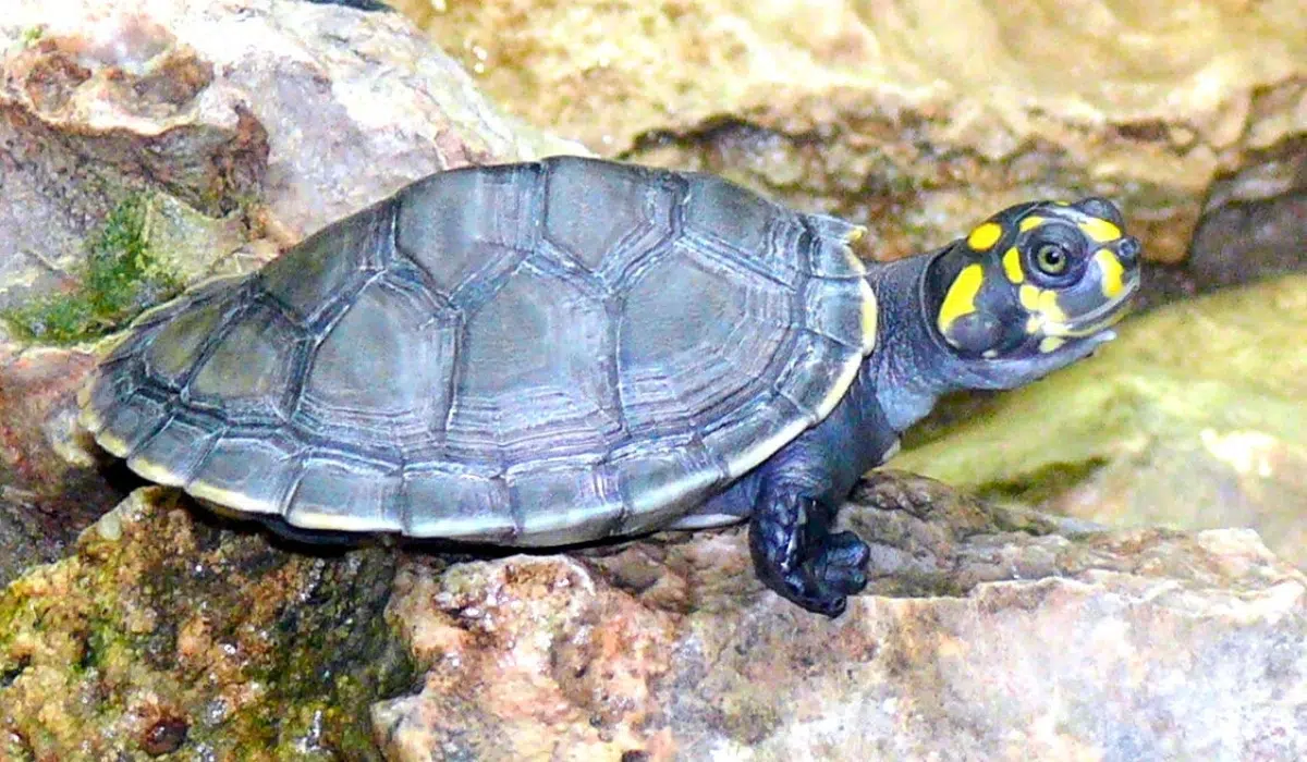 Soltam 420 mil tartarugas taricaya no Peru e consolidam um modelo de conservação sustentável