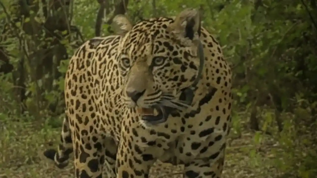 O que aconteceu com a onça que desapareceu em El Impenetrável