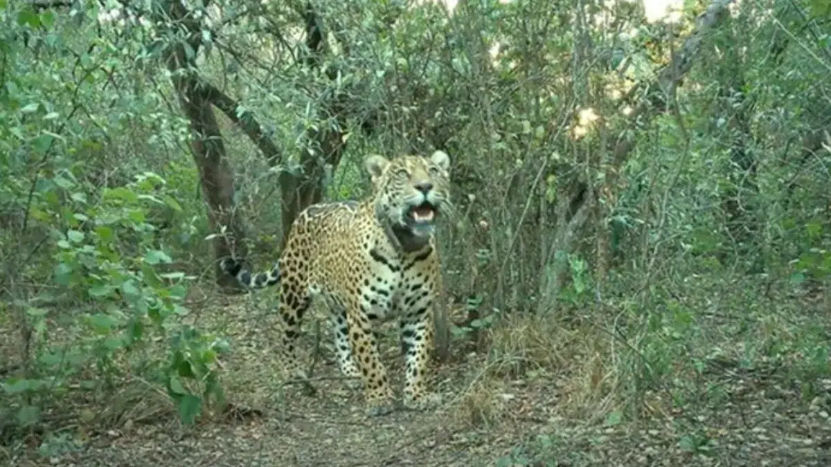 yaguareté Argentina