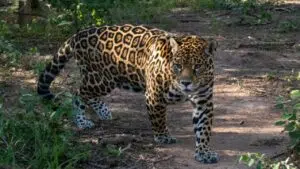 yaguareté en Formosa