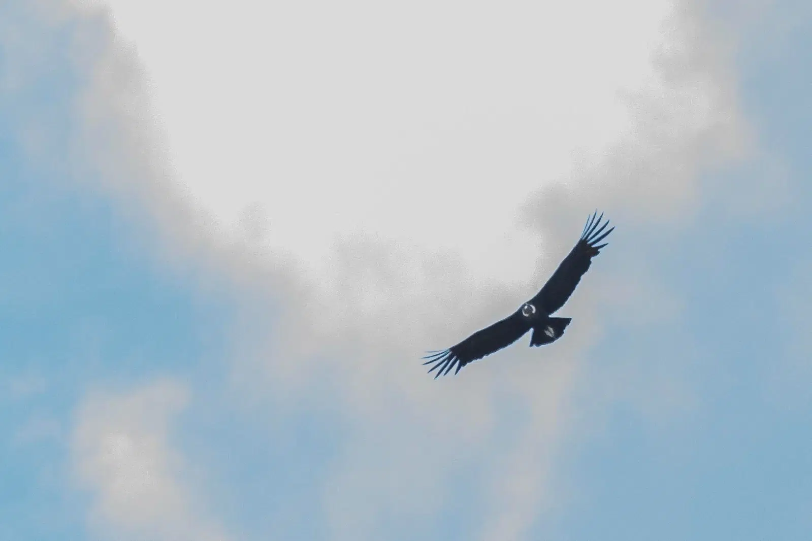 San Luis celebró el III Censo Simultáneo de Cóndor Andino: ciencia, comunidad y conservación en acción