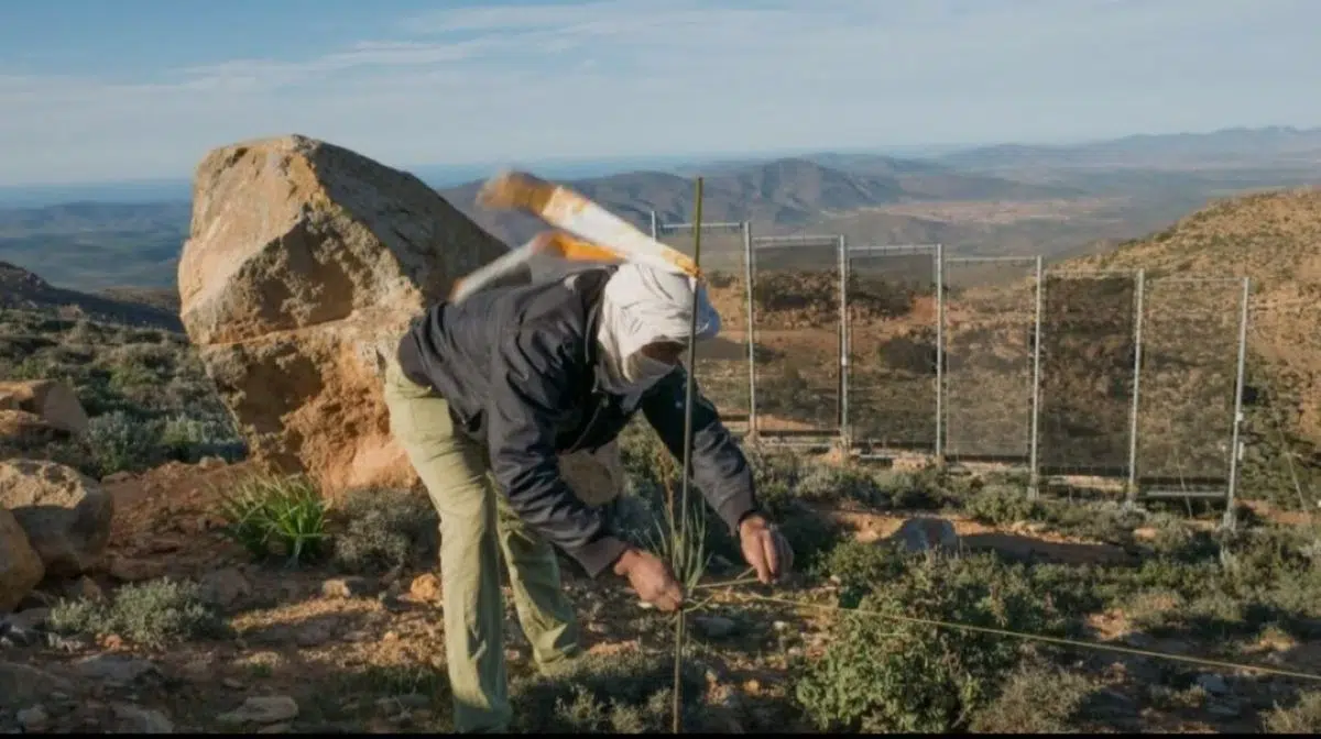 Fog harvesting in the Sahara: the innovative technique that transforms air into drinking water