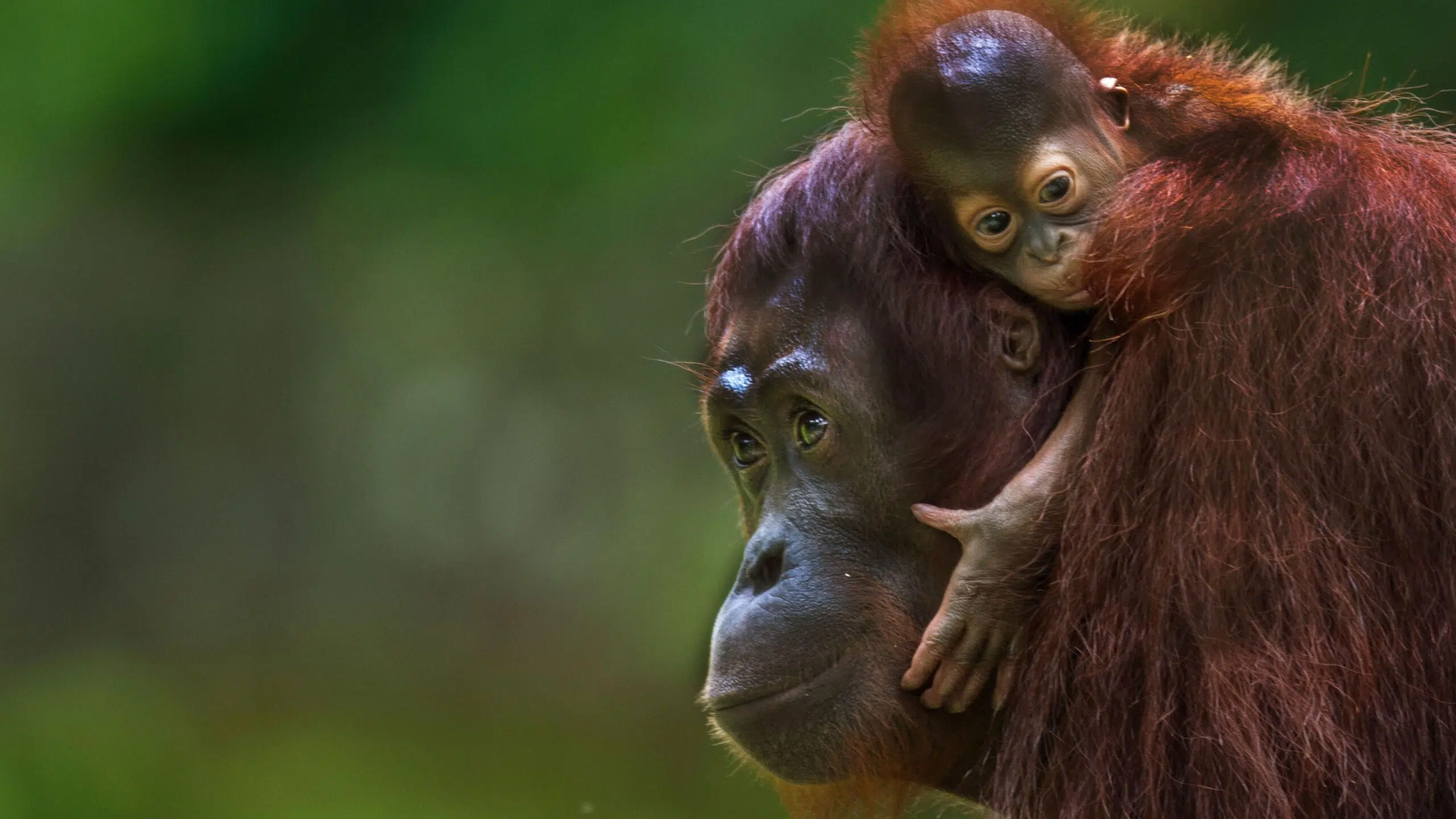 Spain debates the Great Apes Law: INTERCIDS association warns about the pressure from the zoo lobby