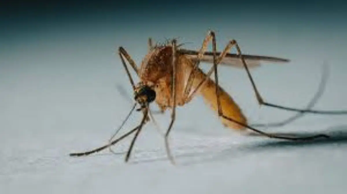 The “vampire mosquitoes” in Brazil: Why these insects now prefer human blood