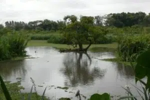 Parque Natural Ribera Norte, en San Isidro. Foto: Aves Argentinas.