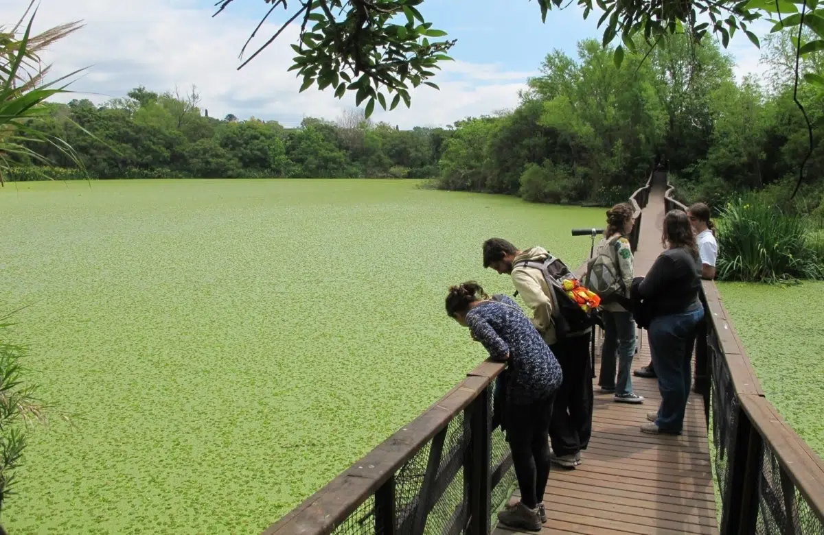Ribera Norte Natural Park: a living wetland in the heart of the city that protects biodiversity and offers nature all year round