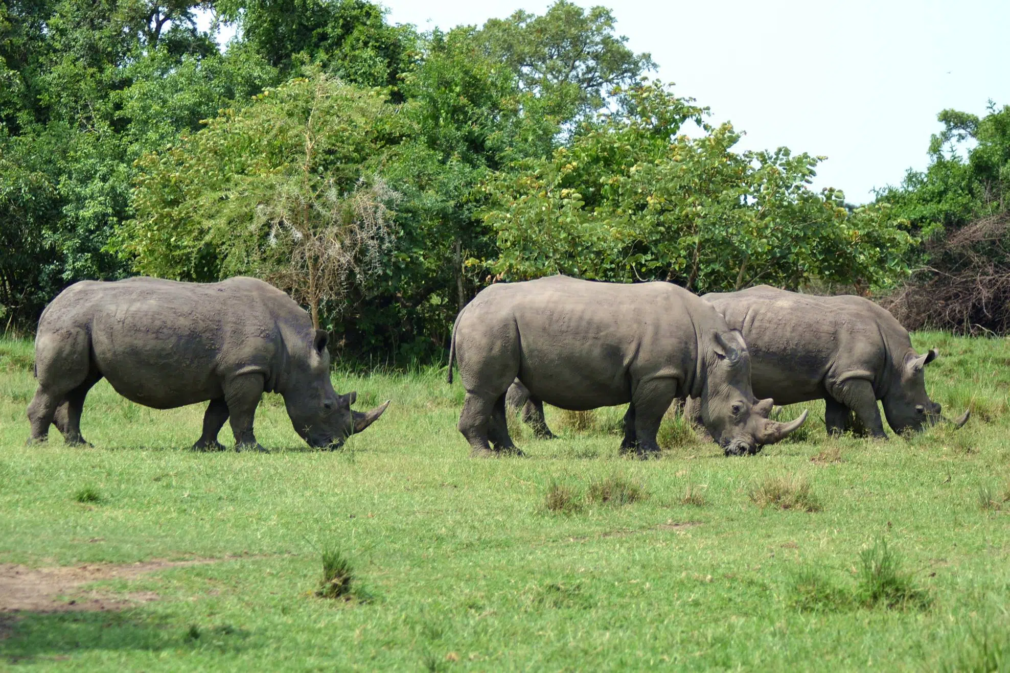 After 40 years, rhinos live freely again in Uganda: the ambitious plan to reverse their extinction in the country