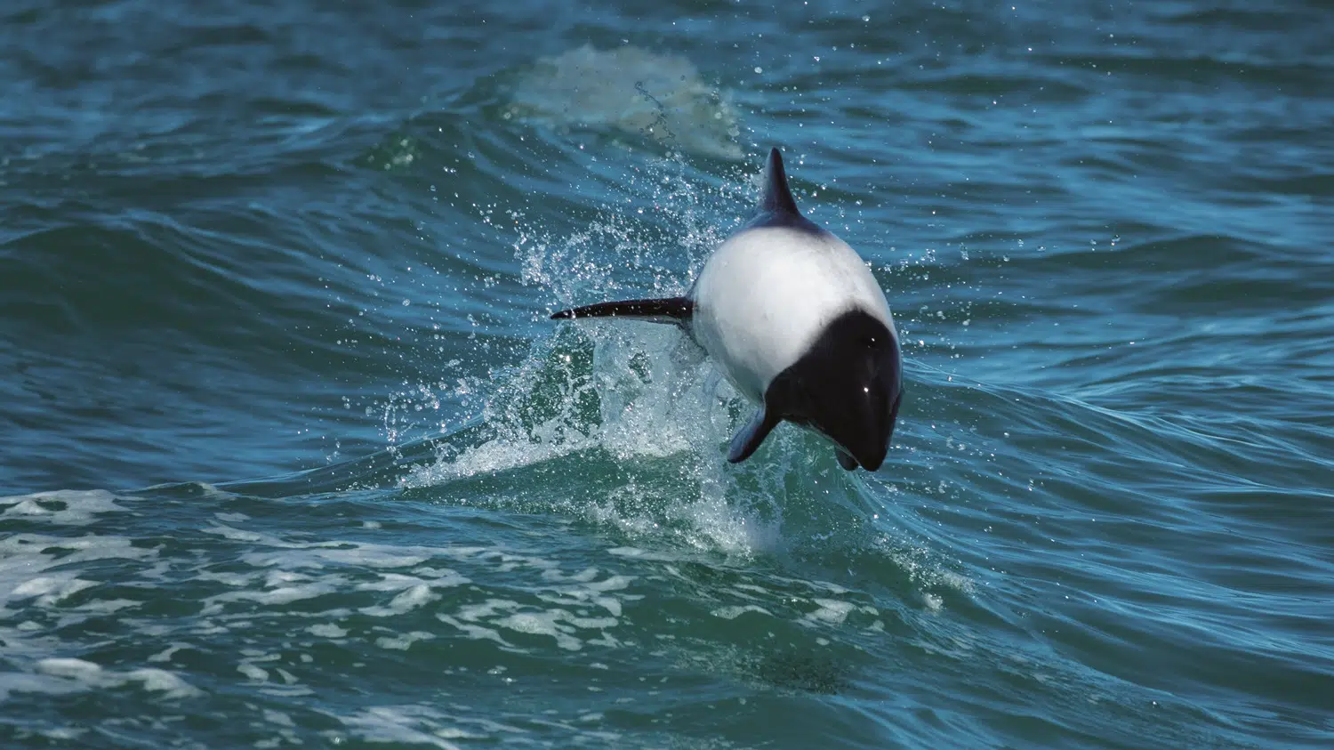 Tonina Overa: the small dolphin that illuminates the coasts of Chubut and is an icon of southern biodiversity