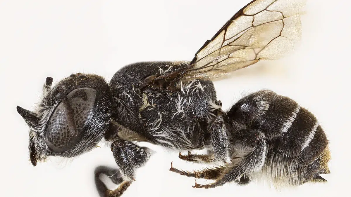 Australia’s Hidden Biodiversity: From the “Lucifer Bee” to Hundreds of Species Discovered in Recent Years