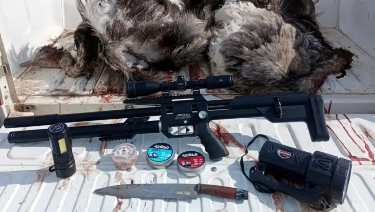 Environmental crime: three men detained in Punta Alta, accused of hunting rheas