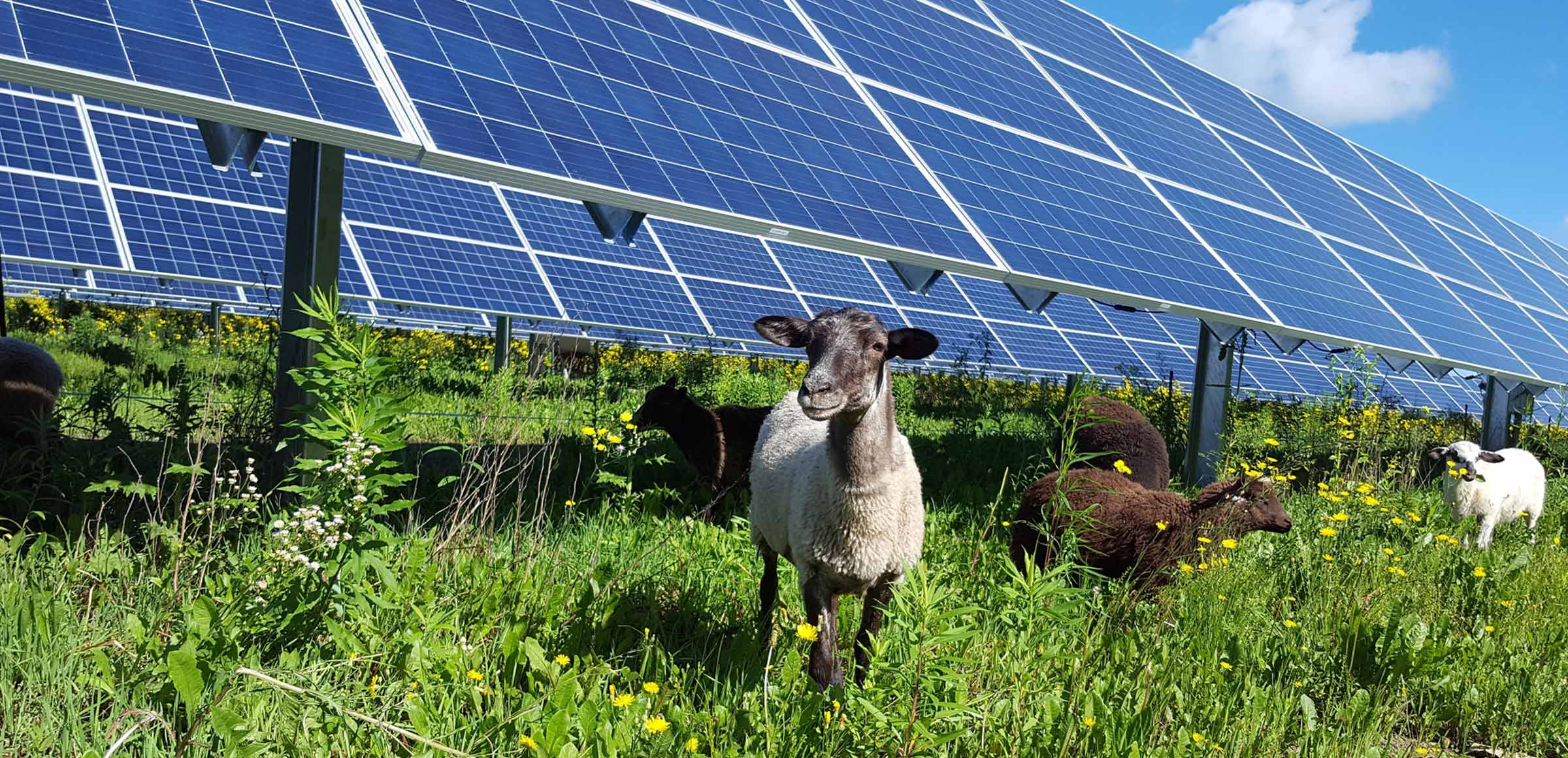 agrivoltaica