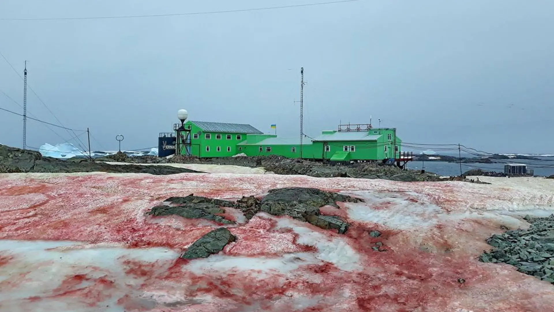 Red algae in Antarctica: a study-based map reveals their expansion and the impact on ice melting