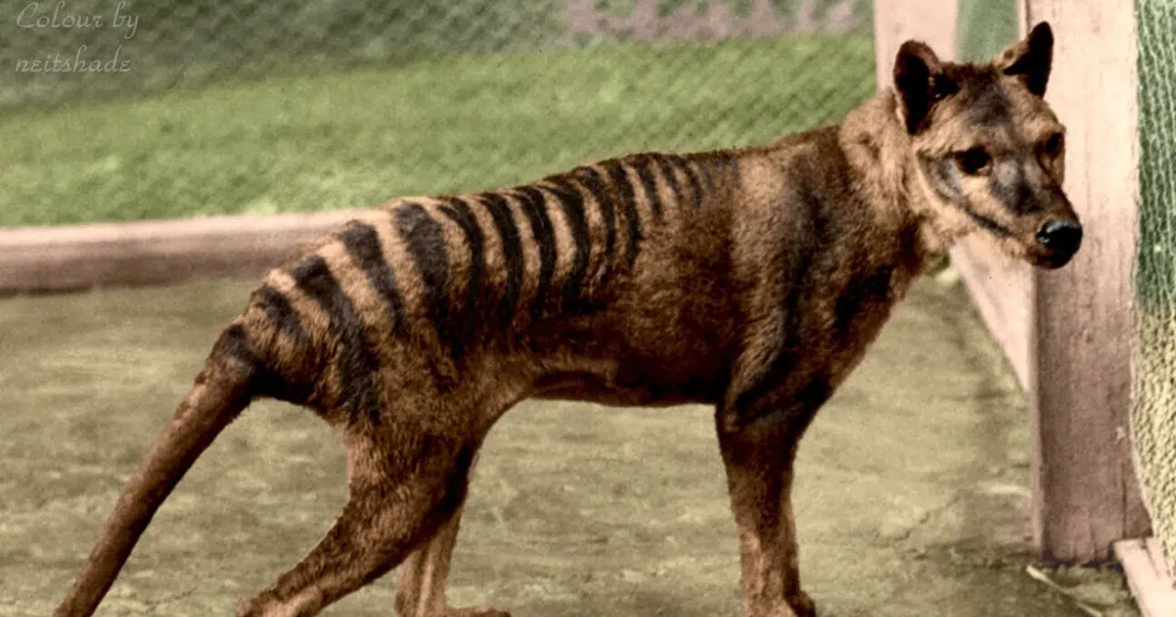 Swedish scientists manage to analyze thylacine RNA: a historic breakthrough revealing cellular activity of an extinct animal