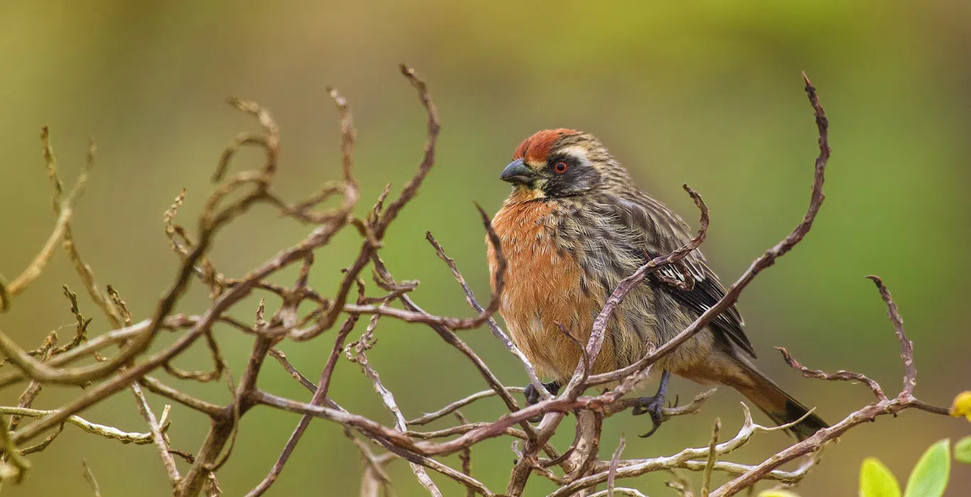 Planting oaks and native trees is key to the survival of urban birds and ecological balance, study finds