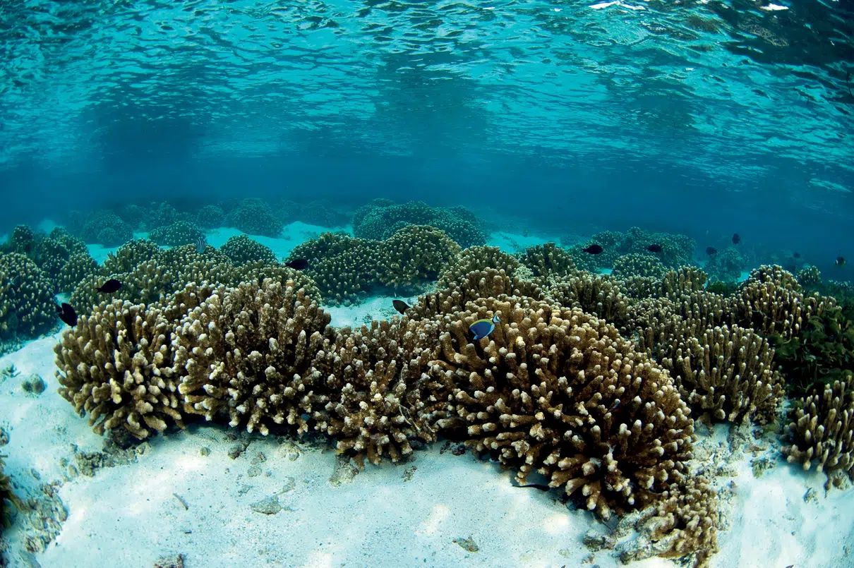 Seychelles bets on sexual reproduction of corals to create resilient reefs against climate change