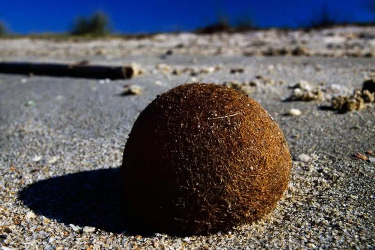 Neptune Balls: How Seagrass Meadows Help Tackle Plastic Pollution in the Mediterranean Sea