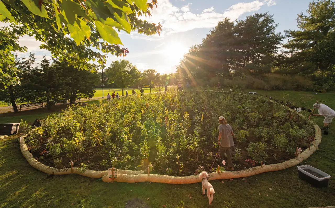 Miyawaki forests under debate: an international study questions the scientific evidence behind “pocket forests”