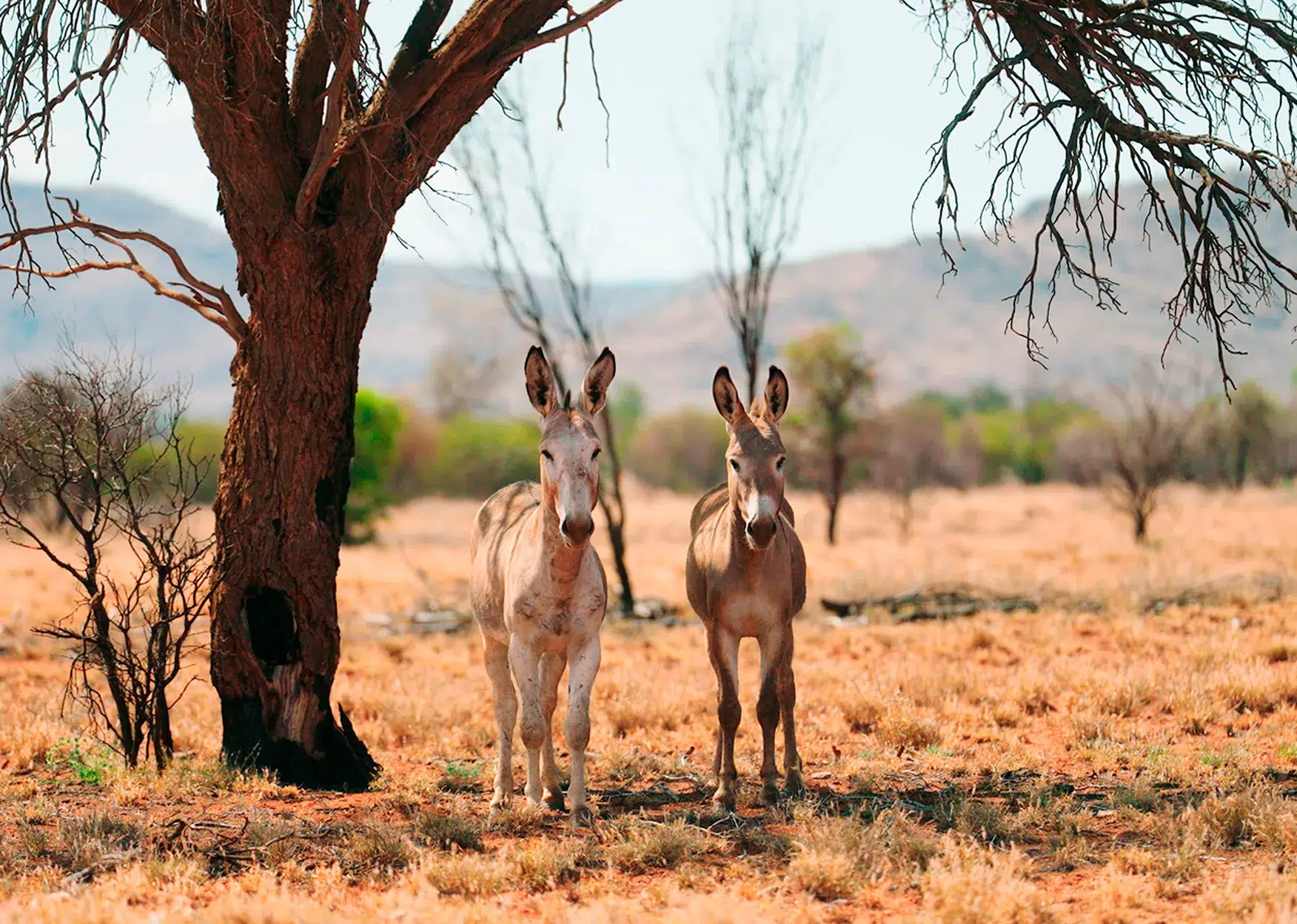 Wild donkeys in Australia and a paradigm shift: from pest to ecological allies against desertification