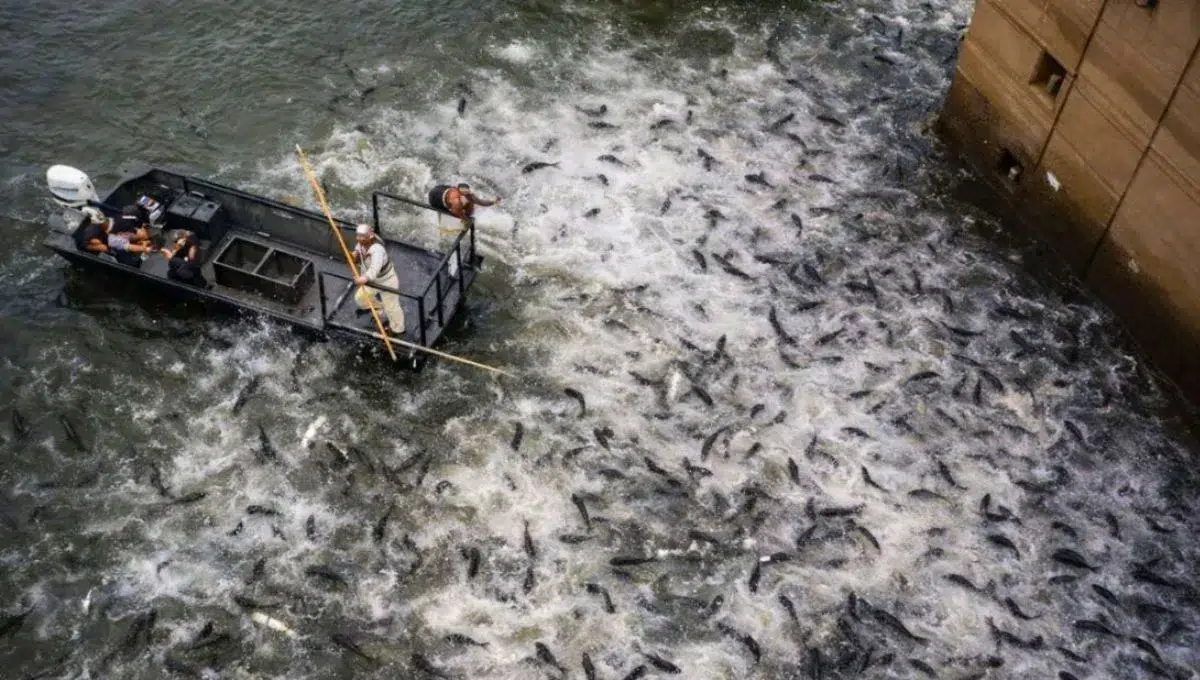 United States electrifies its rivers to curb Asian carp and protect the country’s aquatic biodiversity