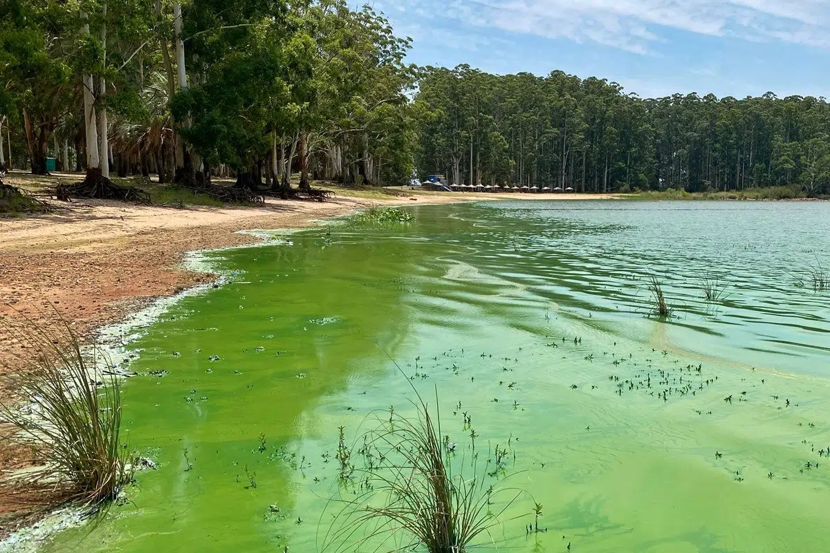 Cyanobacteria in the Uruguay River: Experts Warn of an Environment and Health Alert This Summer