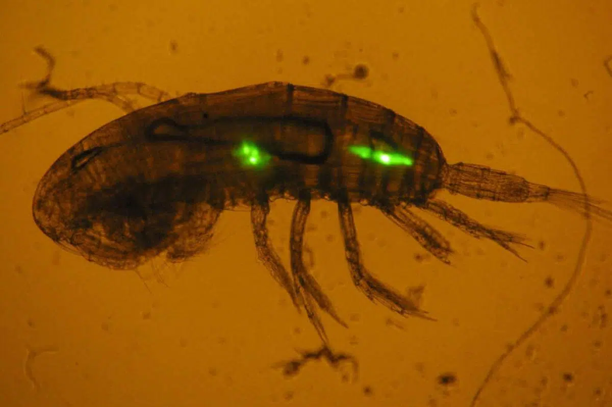 Ocean Pollution: North Atlantic Zooplankton Sink Over 200 Microplastics Per Square Meter Daily