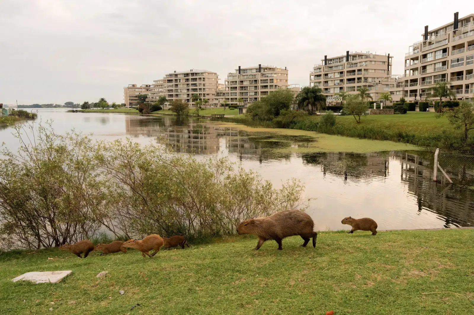 This engineer proposes creating corridors for capybaras to resolve the conflict with Nordelta residents: the details