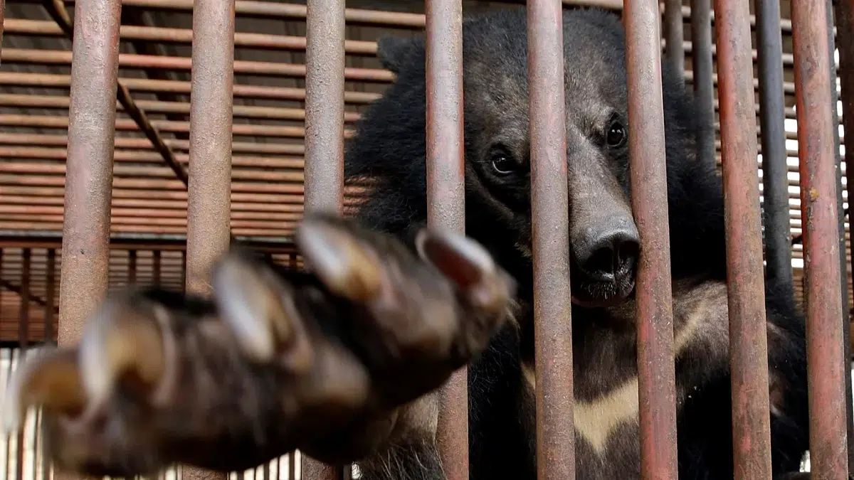 South Korea announced the end of bear bile farming, though hundreds remain in captivity