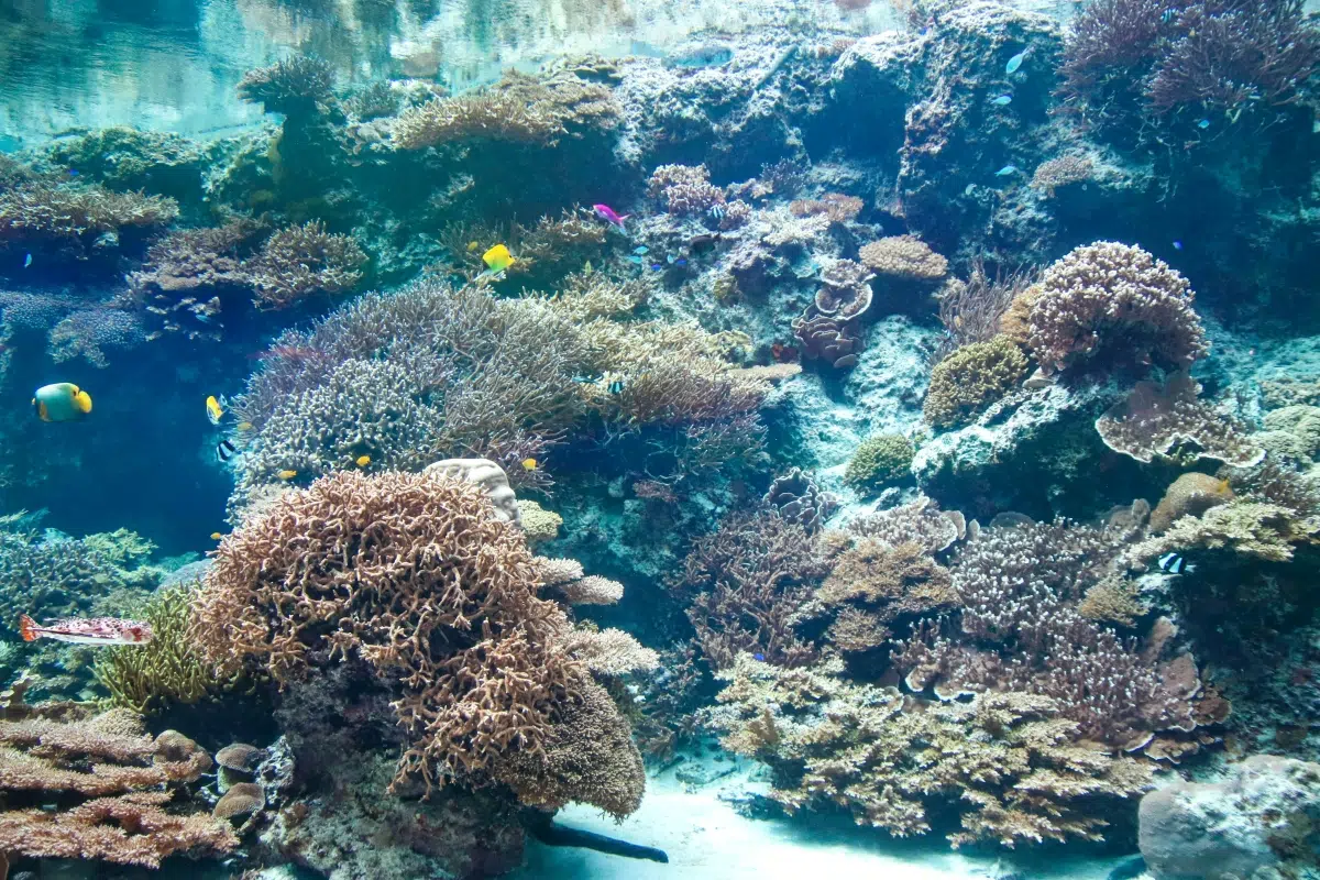Cleaner air and warmer seas: a global regulation that could increase coral deterioration