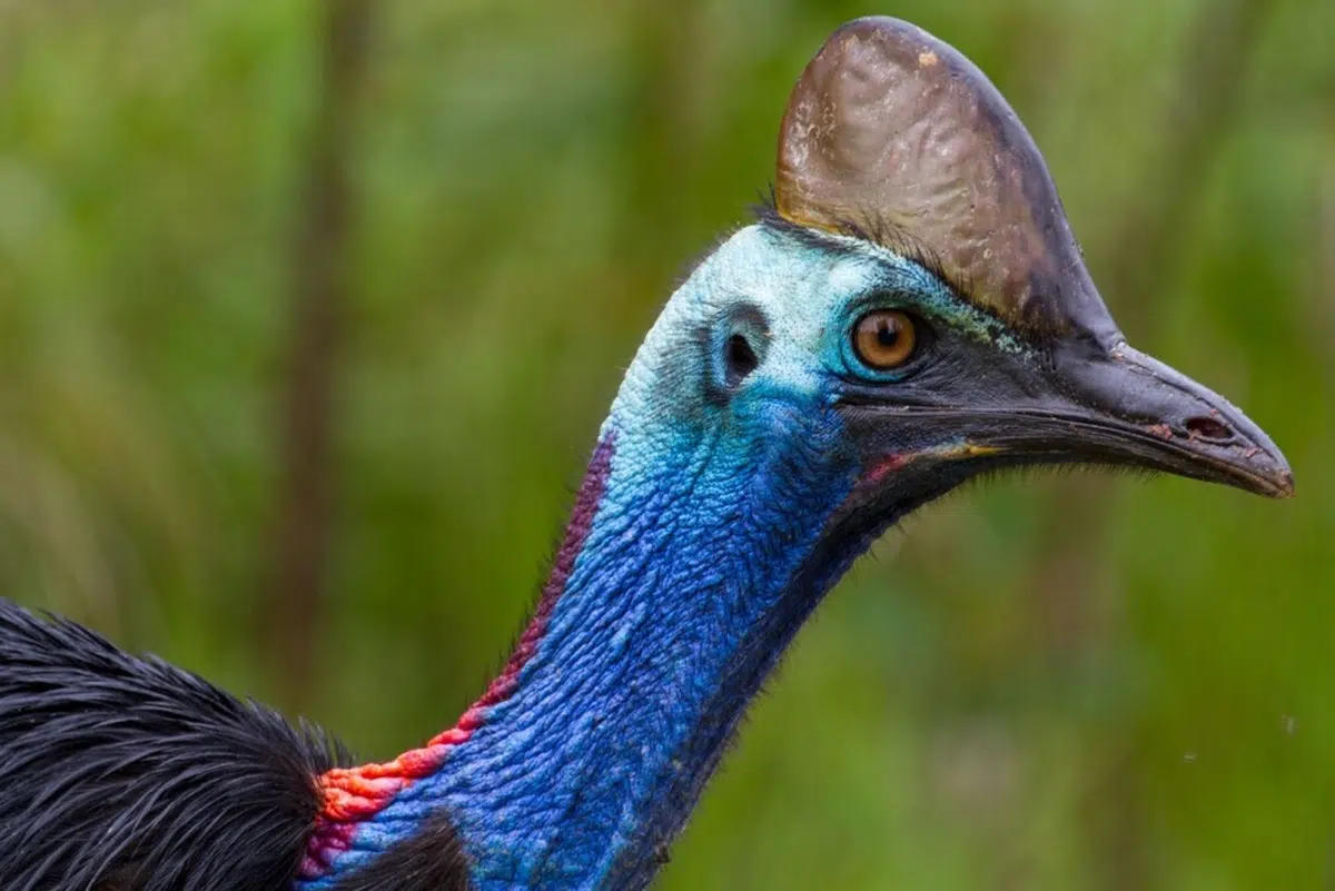 终极5天Amboseli Safari Tour 2025-2026, image size:1200x801