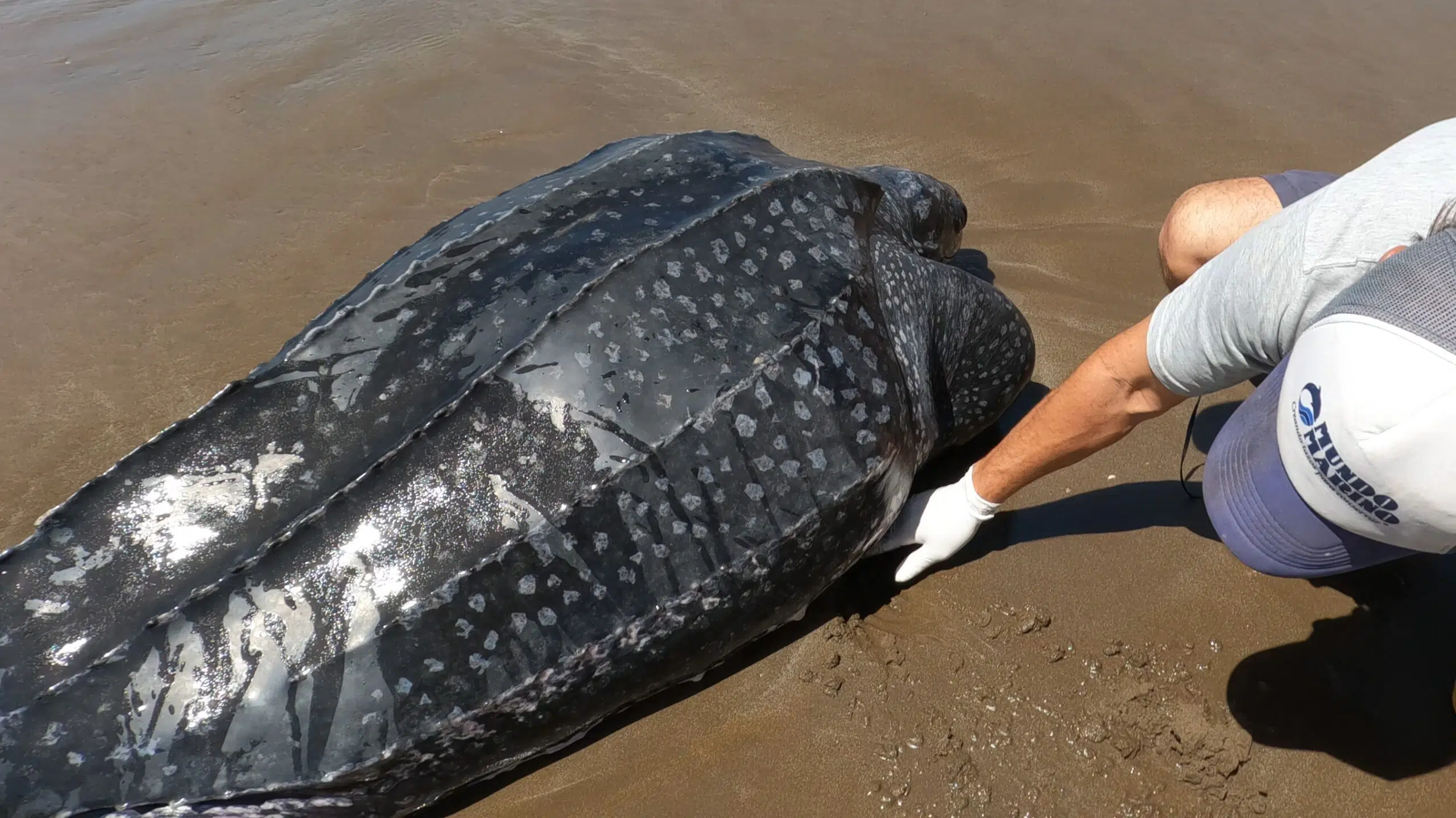 marine wildlife