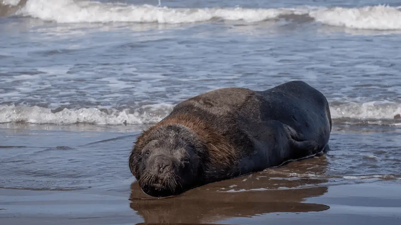 Appearance of Marine Fauna on the Atlantic Coast: How to Act in the Face of an Increasingly Frequent Phenomenon