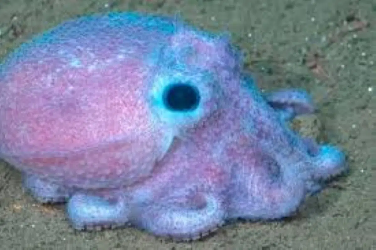 Scientific research reveals unknown ecosystems in the depths of the Argentine Sea