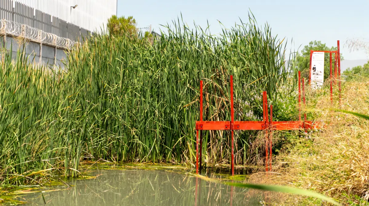 The totora artisans reclaim an urban wetland in Santiago, Chile with the help of ancestral knowledge
