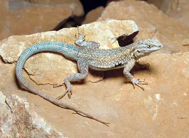 The natural game that defines the evolution of lizards. Photo: Monaco Nature Encyclopedia.
