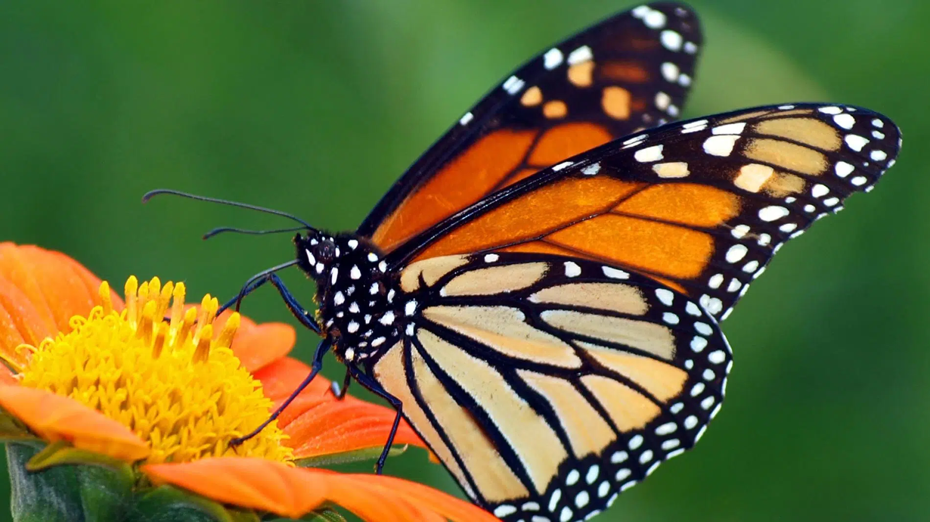 The increase in global warming reduces nectar quality and threatens monarch butterfly migration