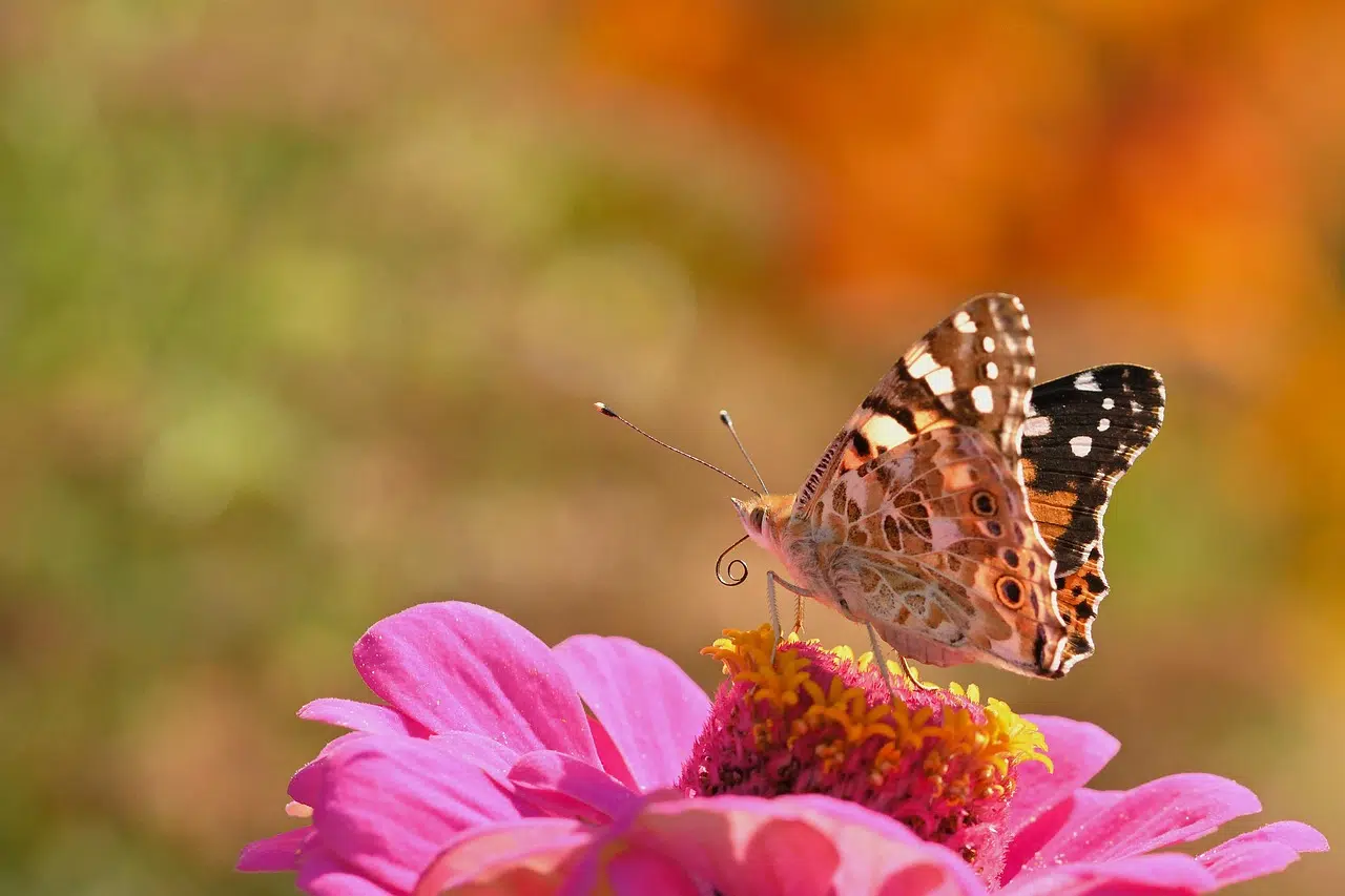 mariposas