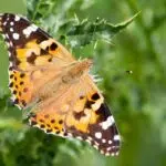 Butterflies migrate in opposite directions depending on the hemisphere: an unprecedented evolutionary finding