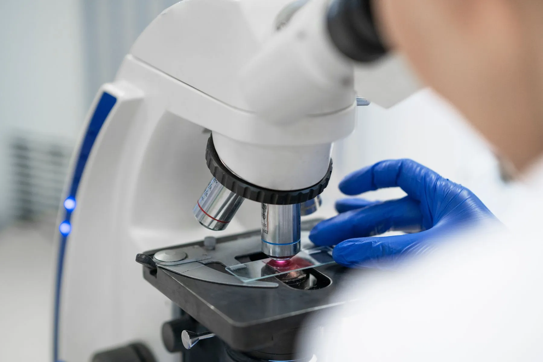 méduse d'eau douce