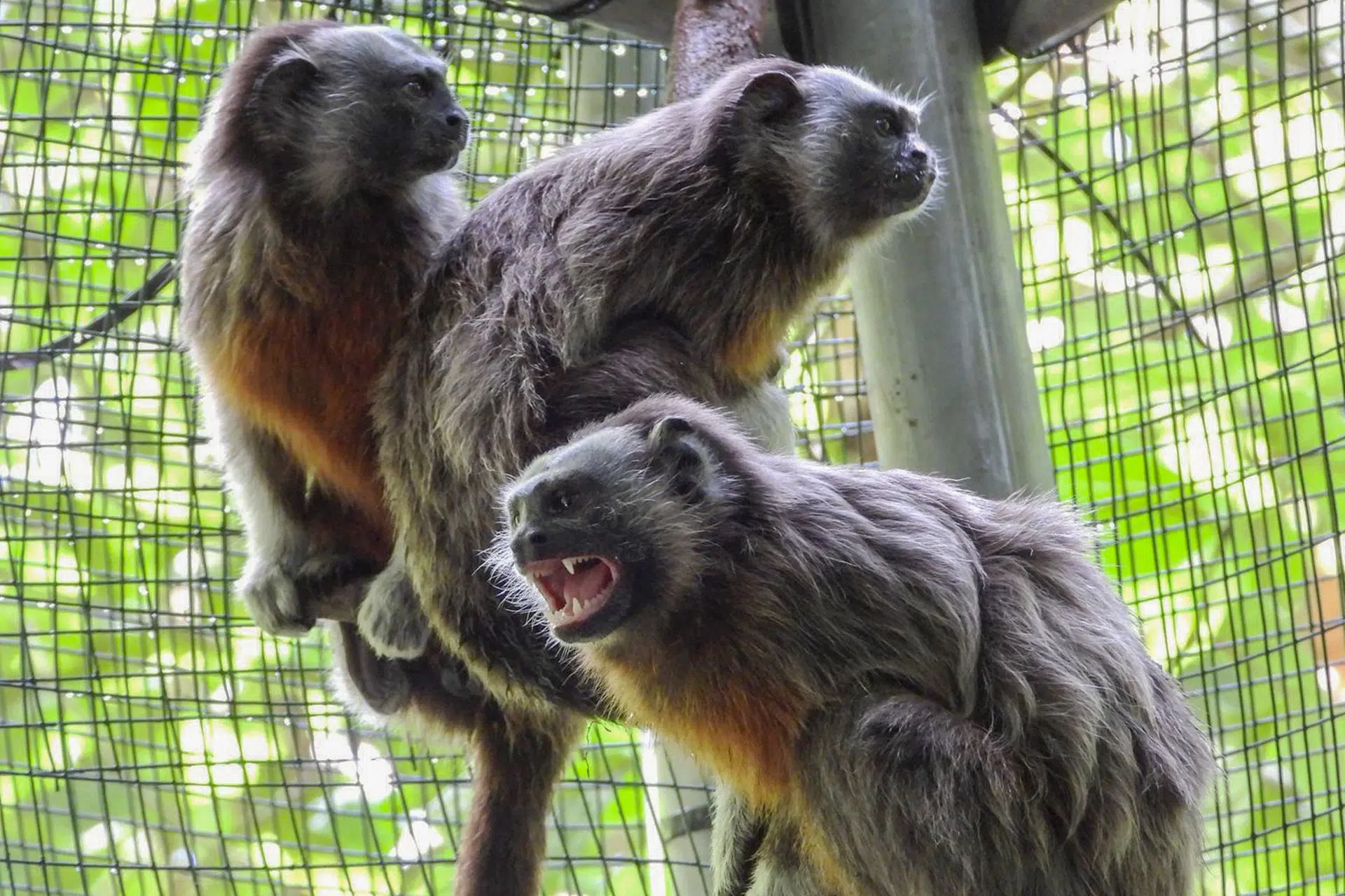 Progress in Wildlife Protection in Colombia: Four Gray Titi Monkeys Released After Rehabilitation Process