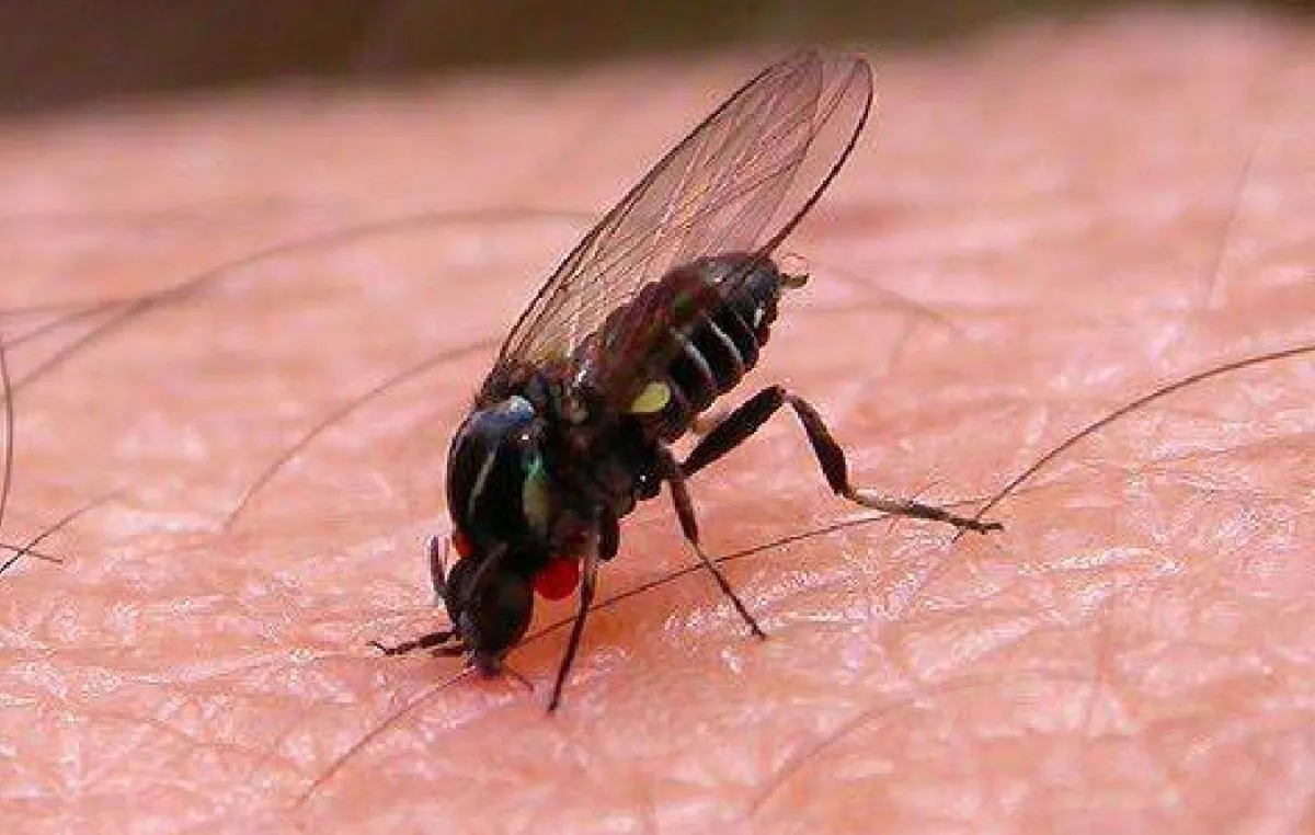 El rastro del barigüí: cómo un cambio ambiental transformó las tardes de Junín - Image 2