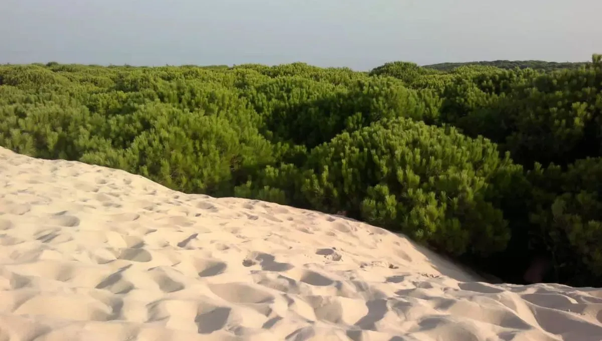 Muralla verde china. Foto: Diario Uno.